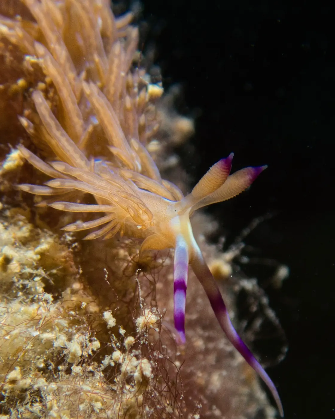Macro life on a Koh Lipe reef — the kind of fragile species healthy reefs support