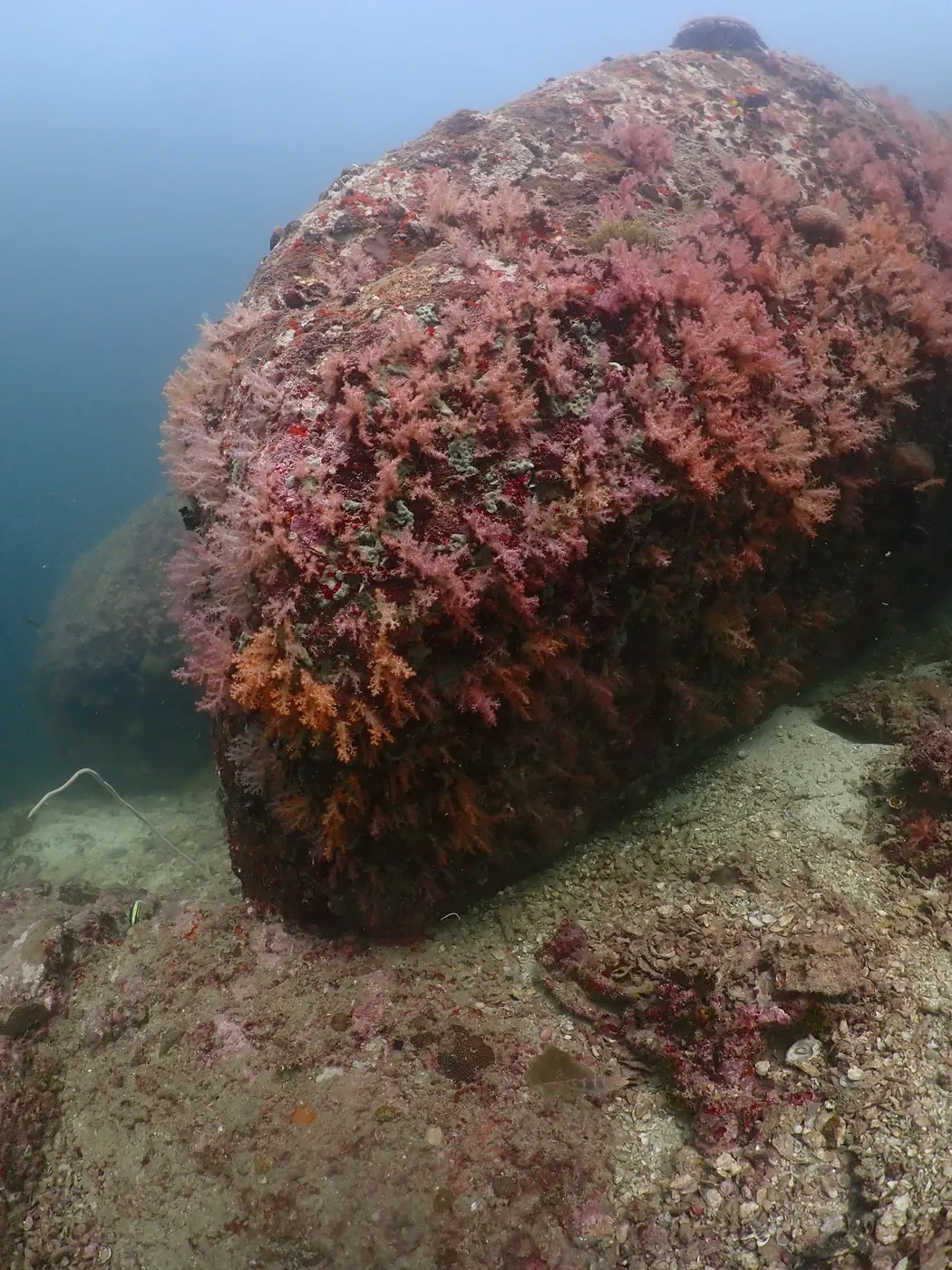 Dense soft coral cluster on the wall at 8 Mile Rock