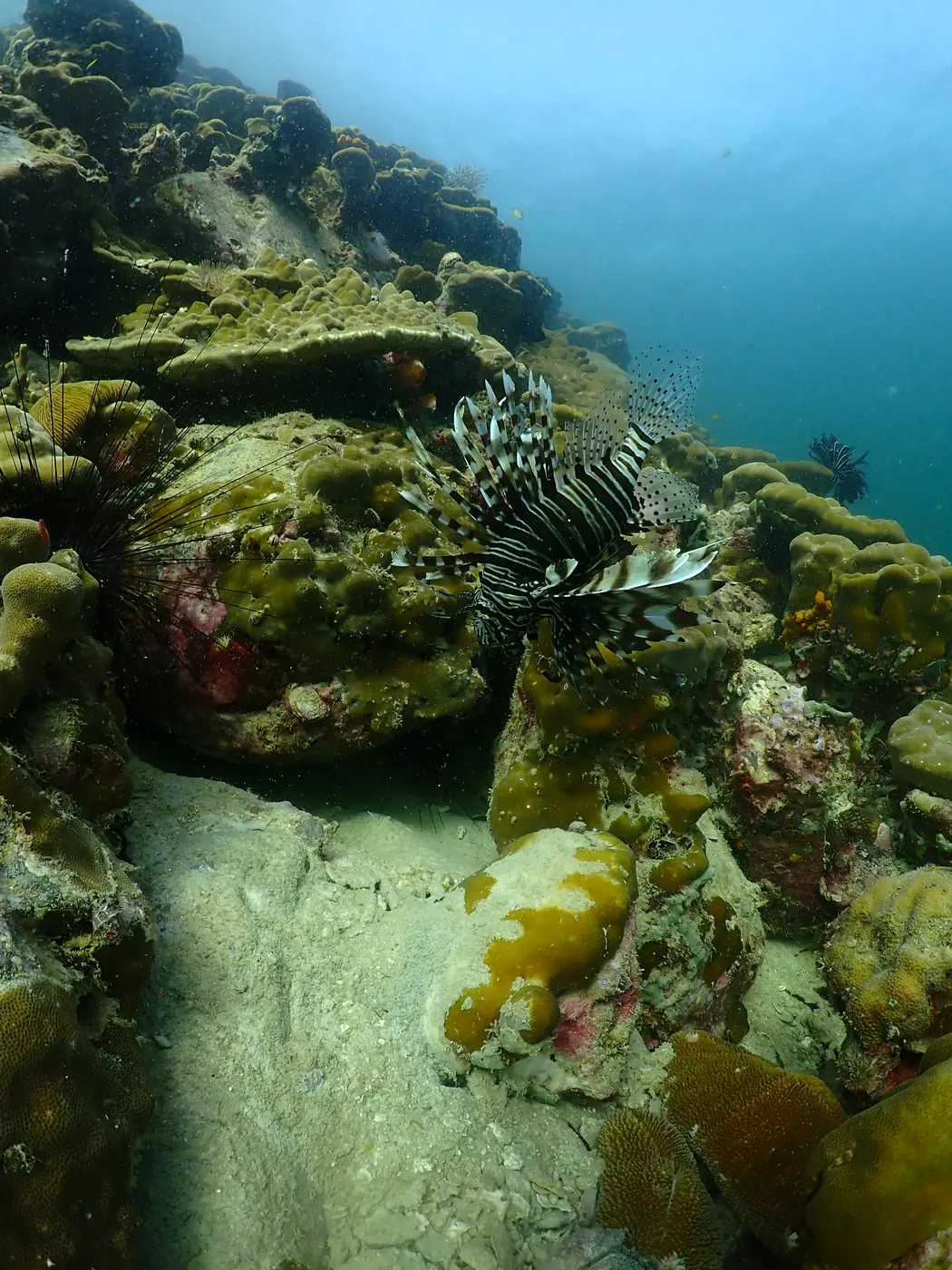 Lionfish on the wall at 8 Mile Rock, Koh Lipe — soft coral and reef structure