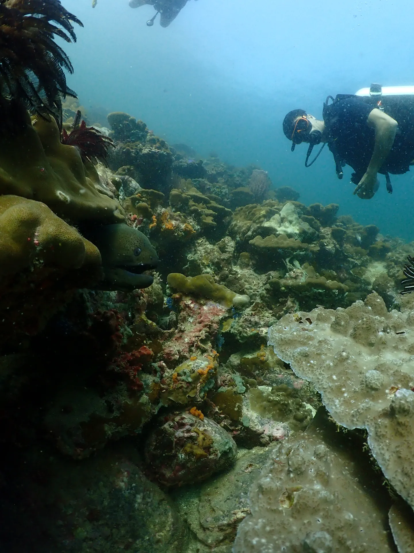 Fun diving on Koh Lipe: The 8 dive sites worth your time on Koh Lipe
