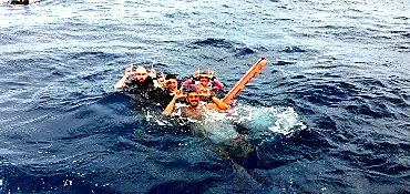 Whale shark spotted at 8 Mile Rock