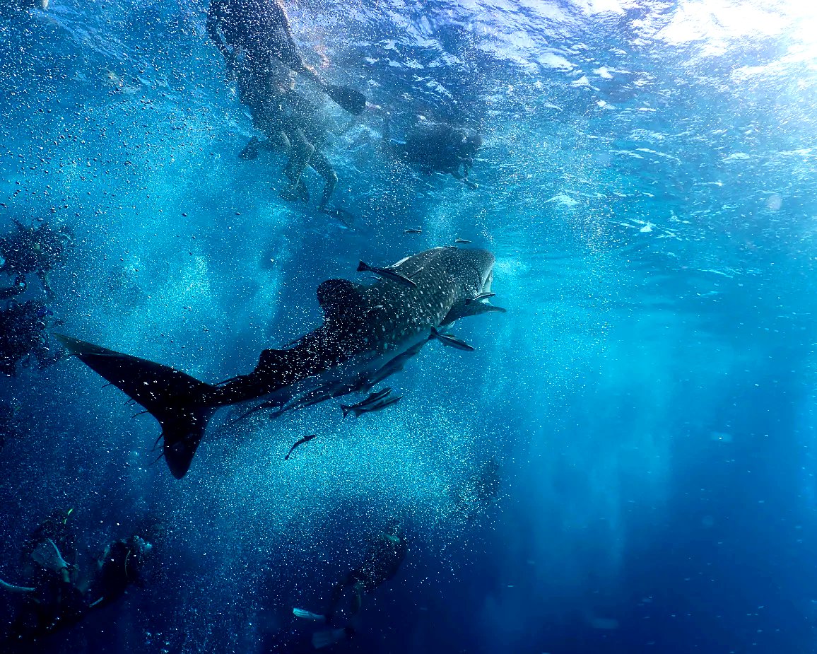 Whale shark while scuba diving Koh Lipe