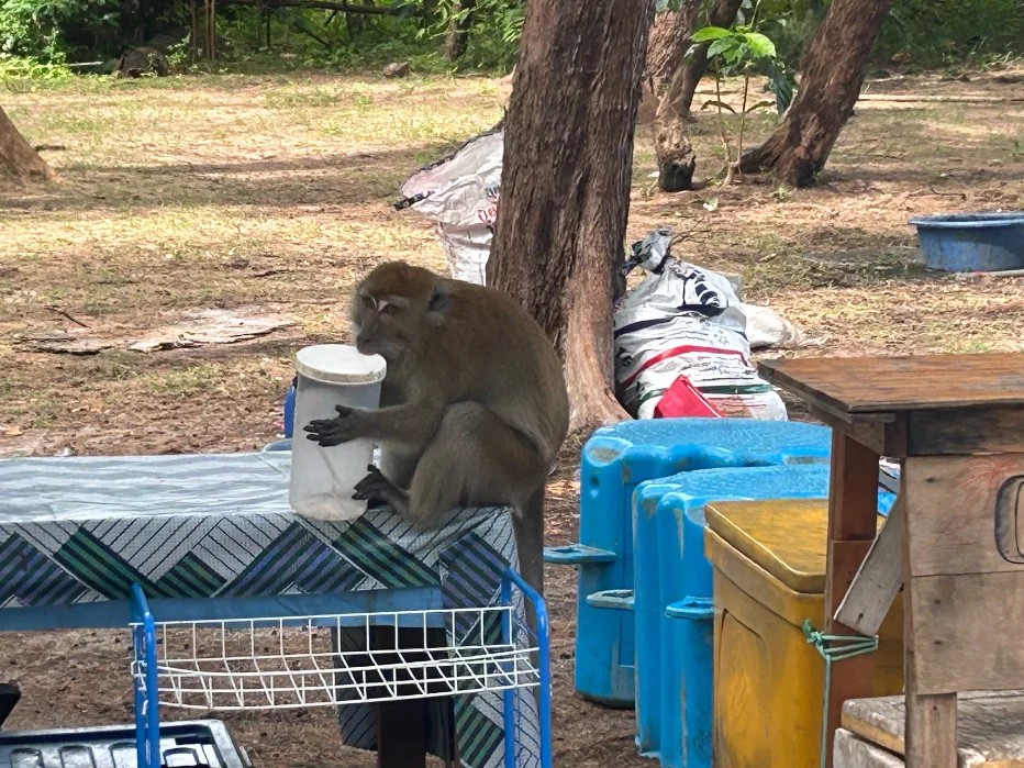A long-tailed macaque on Koh Adang reaching into a beach picnic — they raid food on sight