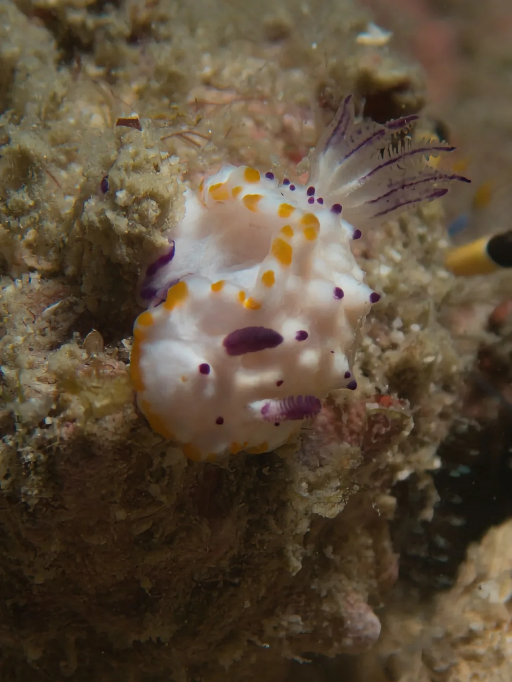 A nudibranch resting on healthy hard coral in Tarutao Marine Park, Koh Lipe