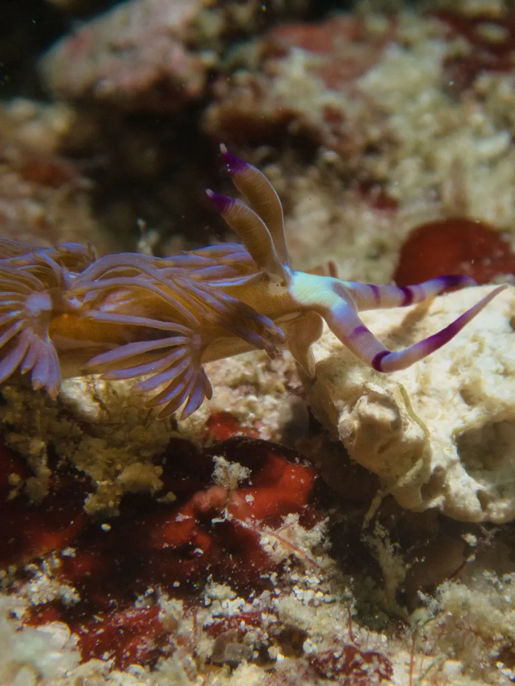 Macro reef life — vivid soft coral and a small inhabitant — typical of the kind of structure you'll find at Koh Lipe's better snorkel spots